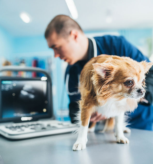 Pós-Técnico Radiologia Veterinária